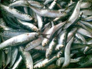 I capi branco delle sardine