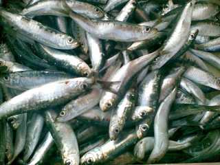 Le sardine