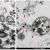SARS-CoV-2 potrebbe avere un comportamento batteriofago o indurre l’attività di altri batteriofagi?